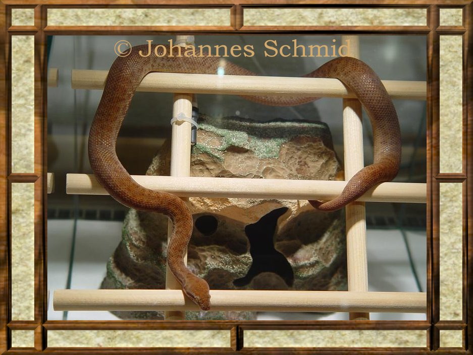 Antaresia perthensis 1.0